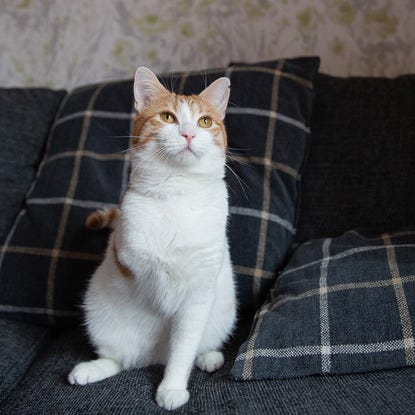 Purrfectly Imperfect: 3-legged Mylo living life to the full | Blog