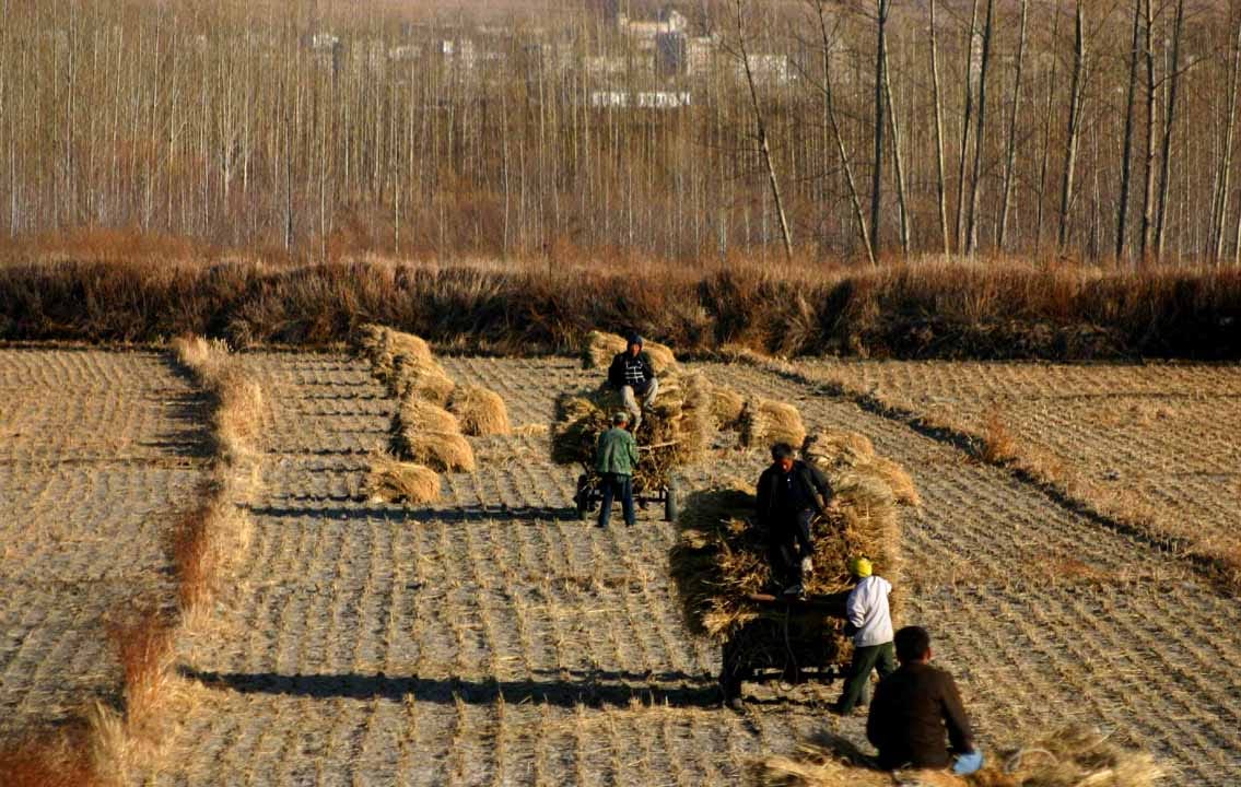 File:China Harvest.jpg - Wikimedia Commons