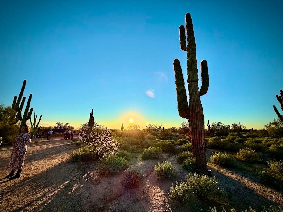 Saguaro cactus in the sunset at McDowell Desert Preserve in Scottsdale