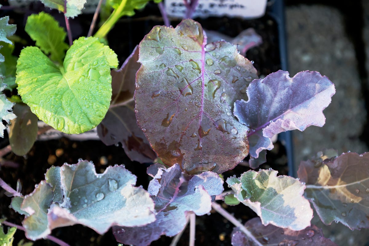 various vegetable seedlings