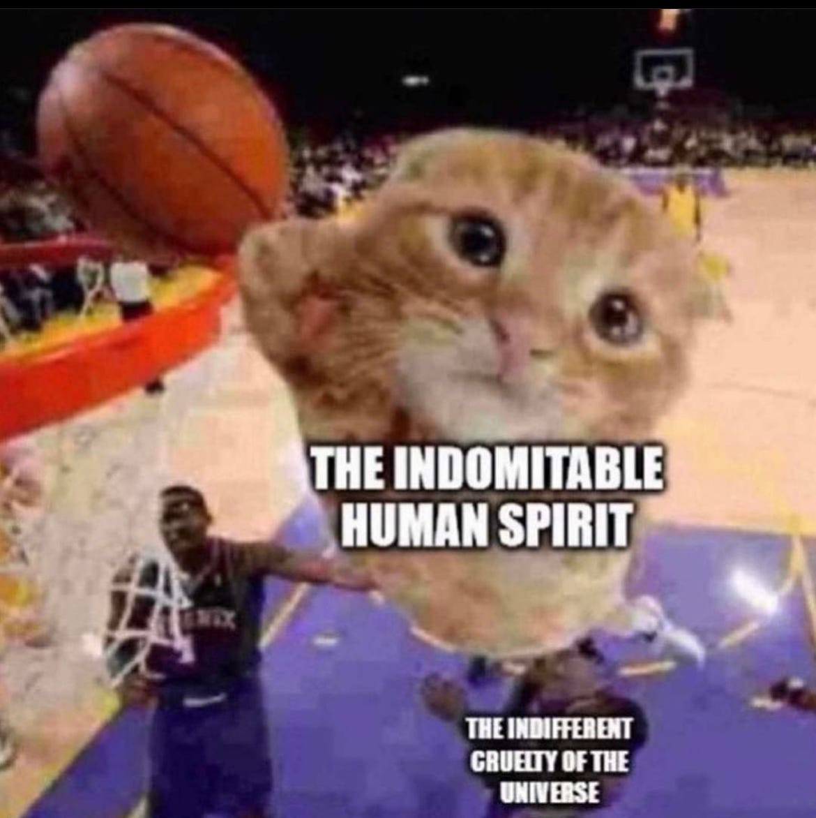 Picture of a small orange cat dunking a basketball, viewed from above. The court and players are visible below the cat. Text placed over the cat's body reads "The indomitable human spirit" and text placed on one of the players who is being dunked on reads "the indifferent cruelty of the universe".