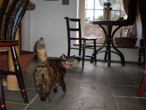 Cat Money Shot Cat Money Shot