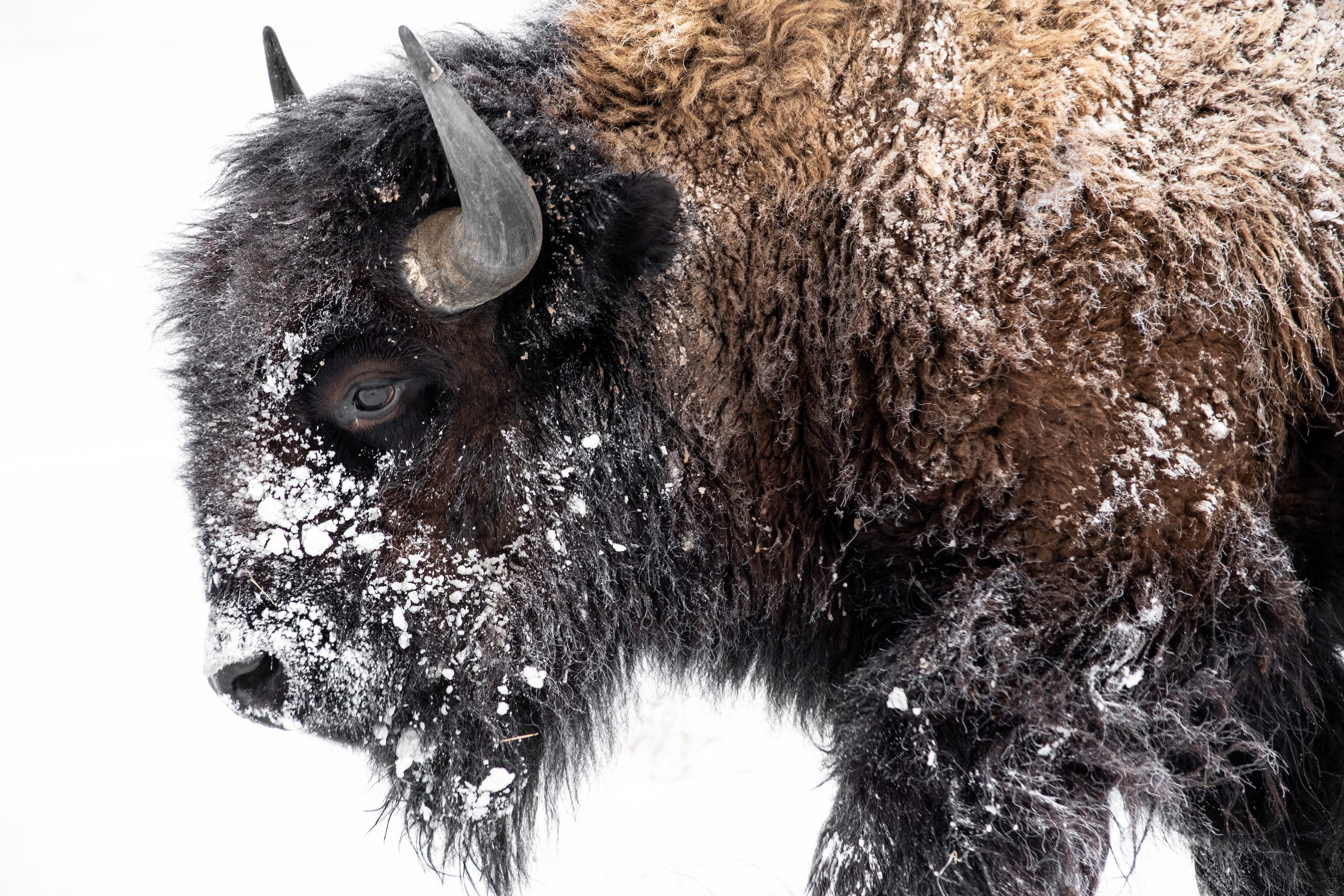 Back from the Brink: How Early Conservationists Saved the American Bison