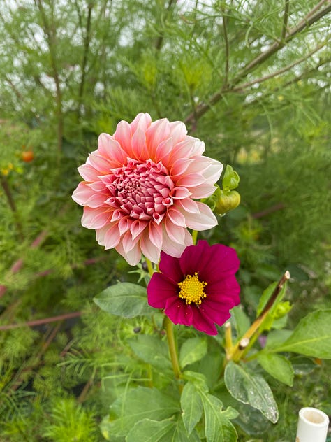 Bright pink cosmo with a bee