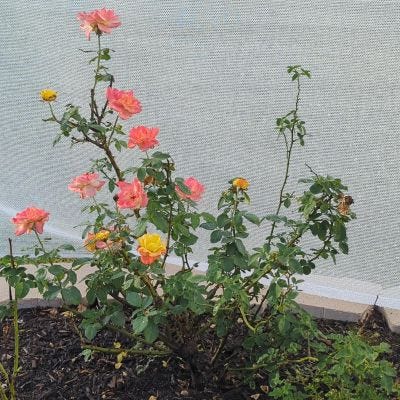 Random rose pictures.