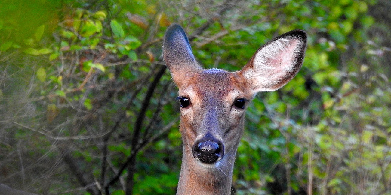 White-tailed Deer: "Deer Muses"