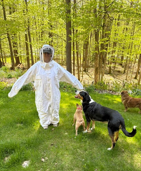 An oversized bee suit, opening my nuc for the first, time, installing the nuc frames in my hive, and a picture of the hive in a stand of birch trees.