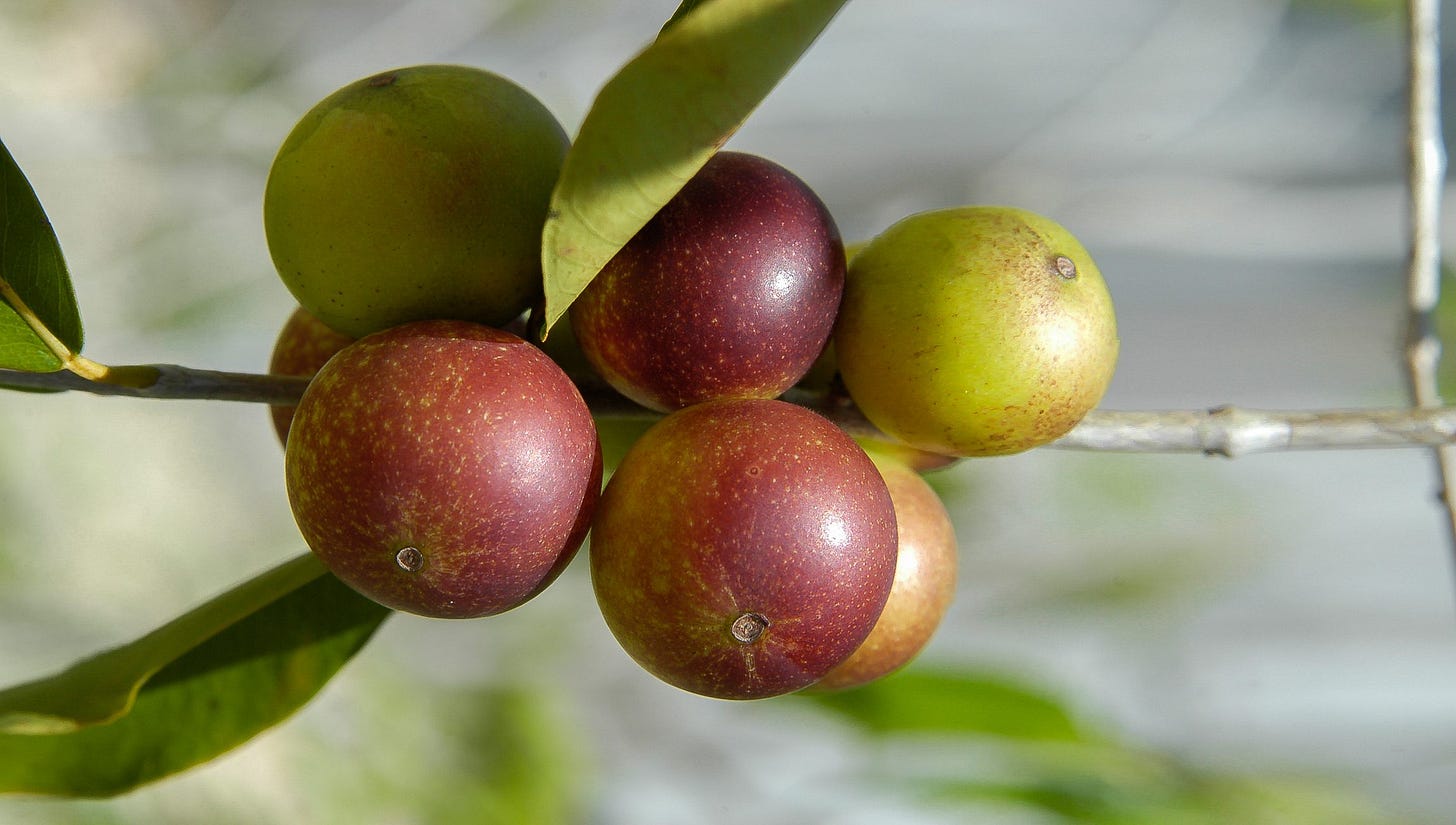 7 Evidence-Based Health Benefits of Camu Camu 7 Evidence-Based Health Benefits of Camu Camu