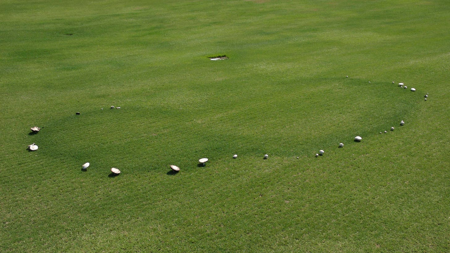 Fairy ring stand symptoms