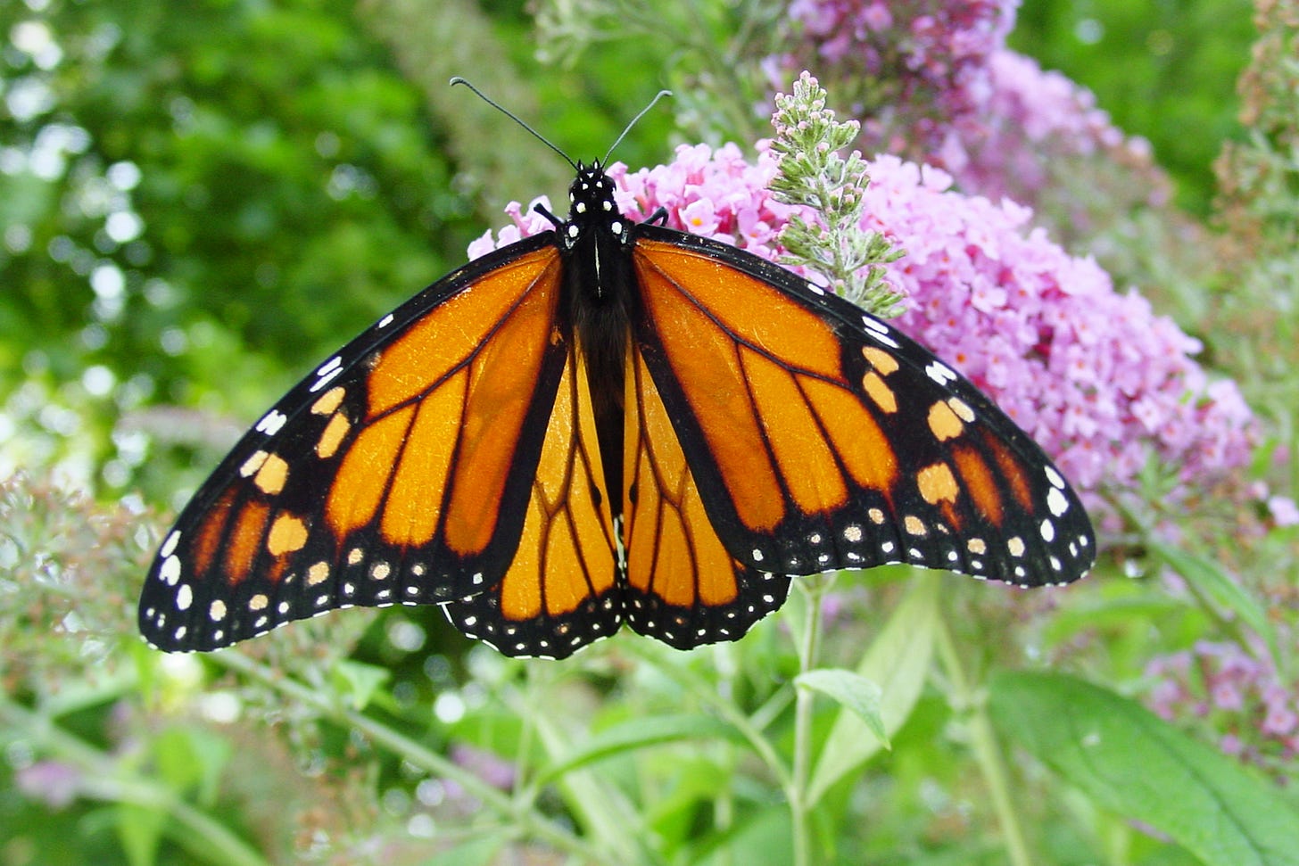 File:Male monarch butterfly.JPG - Wikimedia Commons