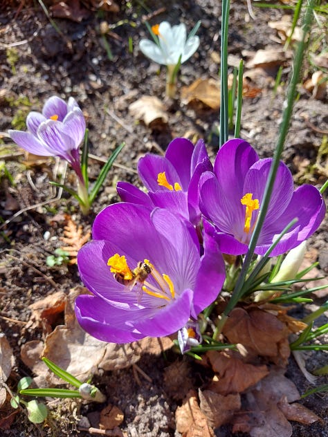 Yellow winter aconites, purple, yellow and white crocuses