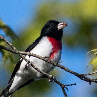 Substack profile picture for @birding