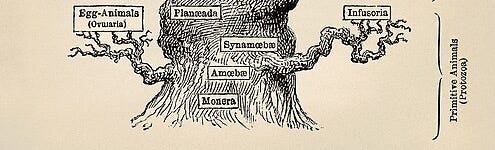 File:Tree of life by Haeckel.jpg File:Tree of life by Haeckel.jpg