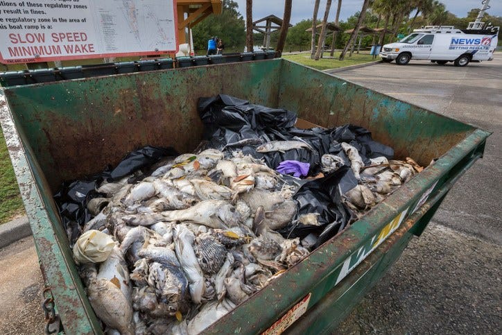 IRL fish kill dumpster.0976 | Jacqui Thurlow-Lippisch