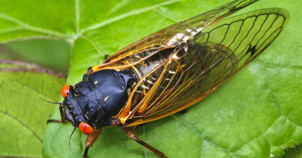 Cicada Insect Facts - A-Z Animals