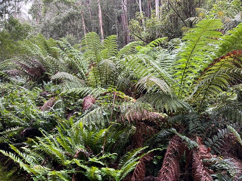 Tasmanian Mountain forest with large tree ferns and a mixed understory. Very green
