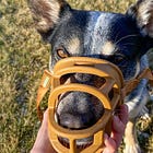 Why I'll never go to a veterinary clinic again