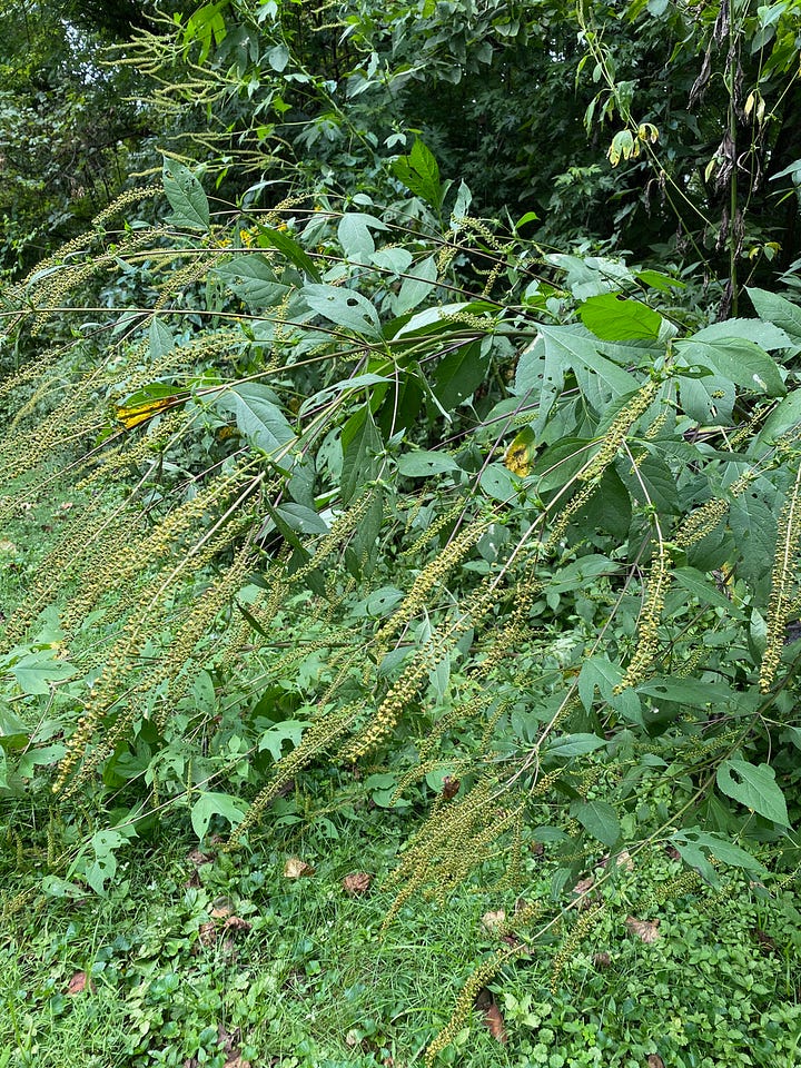 common ragweed plants, left. giant ragweed bending over after a rain, right.