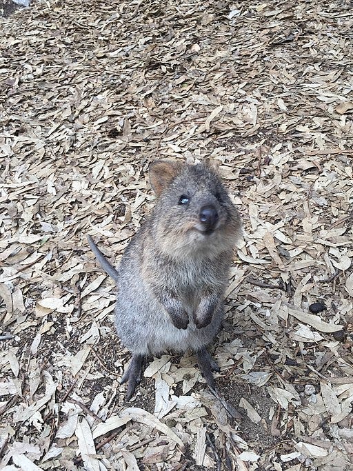 A quokka sitting on a bed of bark chips looking like it is smiling A quokka sitting on a bed of bark chips looking like it is smiling