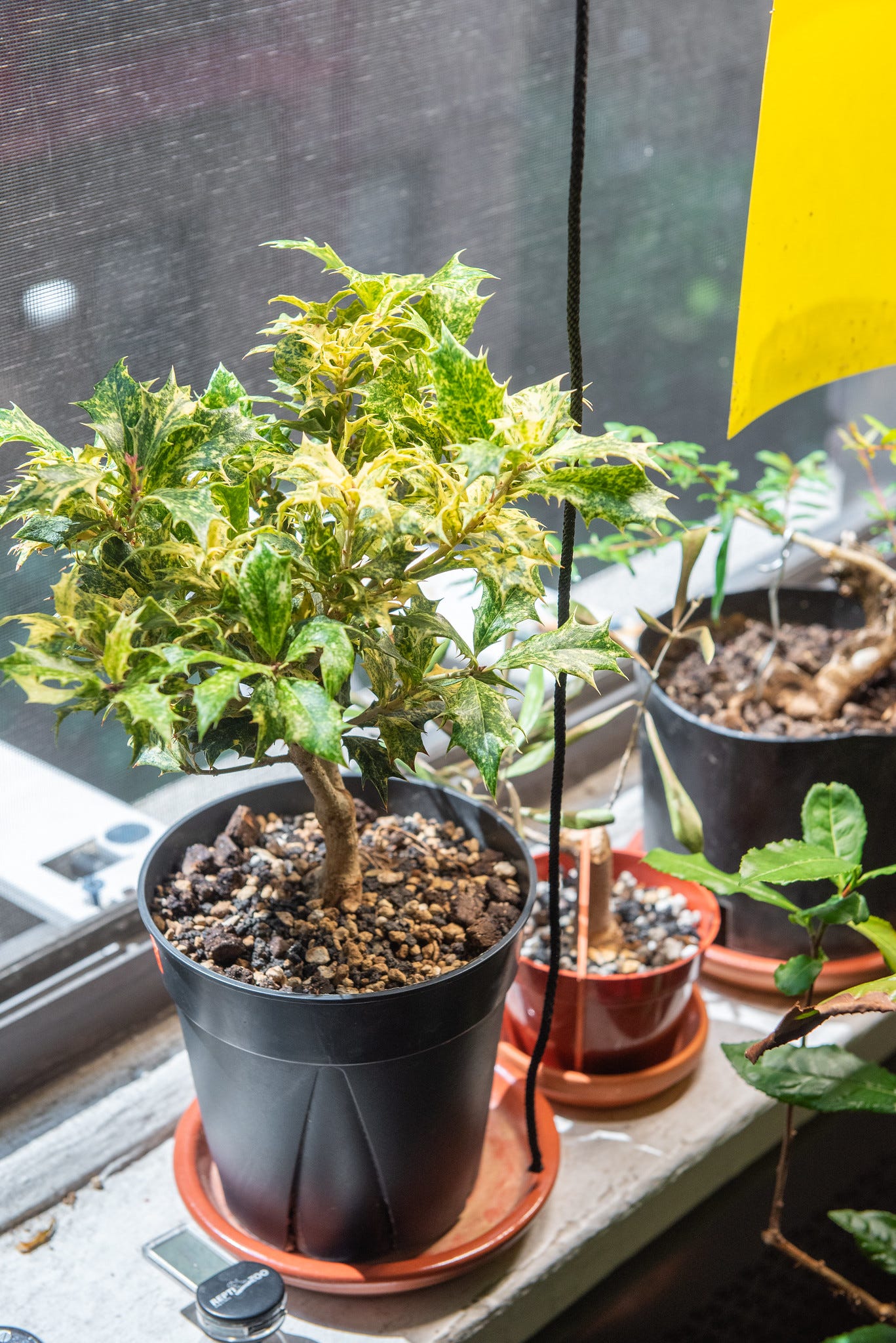 ID: Osmanthus goshiki pre bonsai