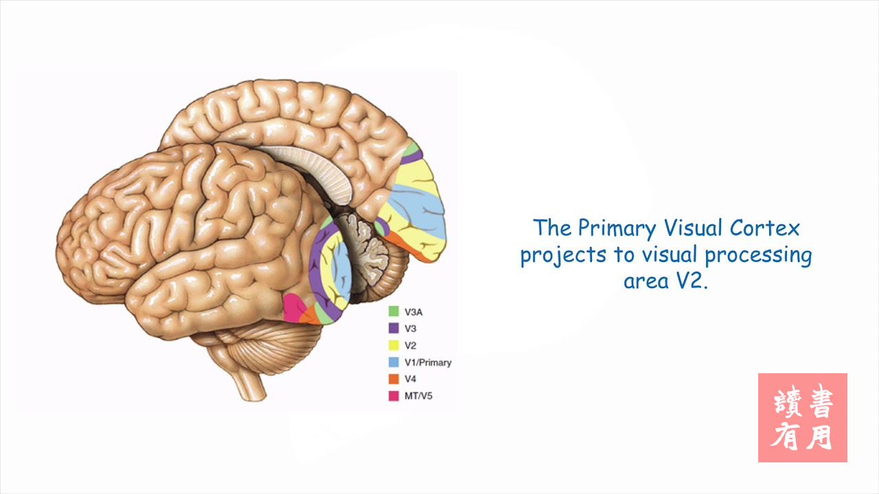 The Primary Visual Cortex - YouTube