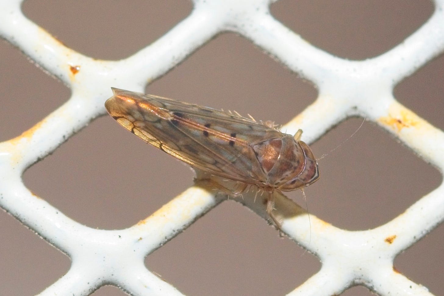 A planthopper on white-painted expanded metal mesh (with diamond shapes between each wire.) The hopper is faintly shimmery red-gold with brown lines and some what spots making an art deco mosaic pattern on the wings. 
