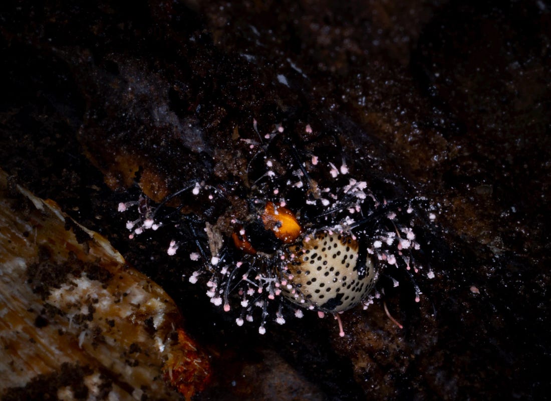 Pleasing fungus beetle (Cypherotylus vicinus) overtaken by parasitic fungus, its pale, black-spotted abdomen surrounded by delicate pink fungal growths on a decaying forest log.