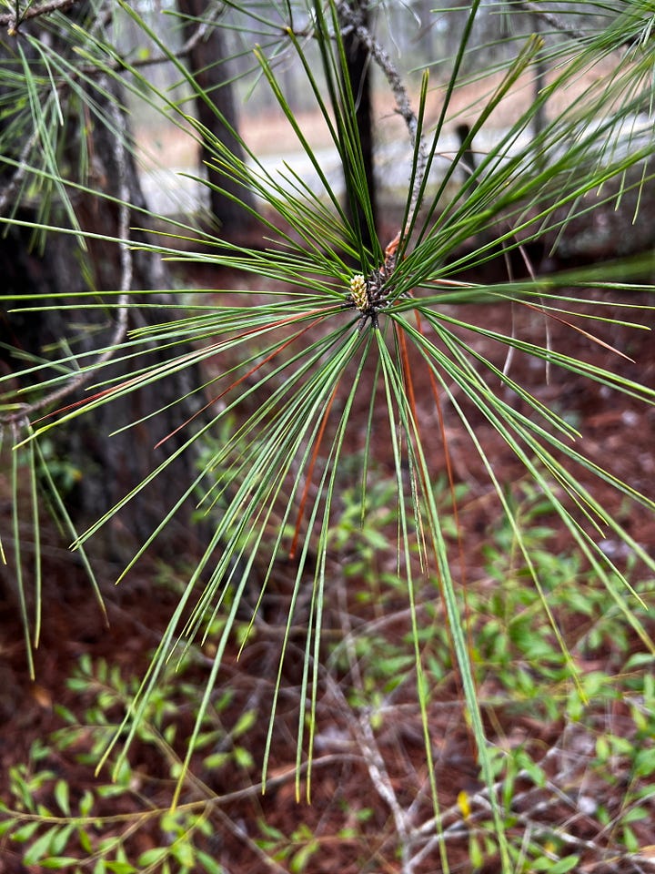 Two different types of pine tree
