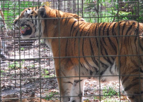 Tiger Stinky Face Tiger Stinky Face