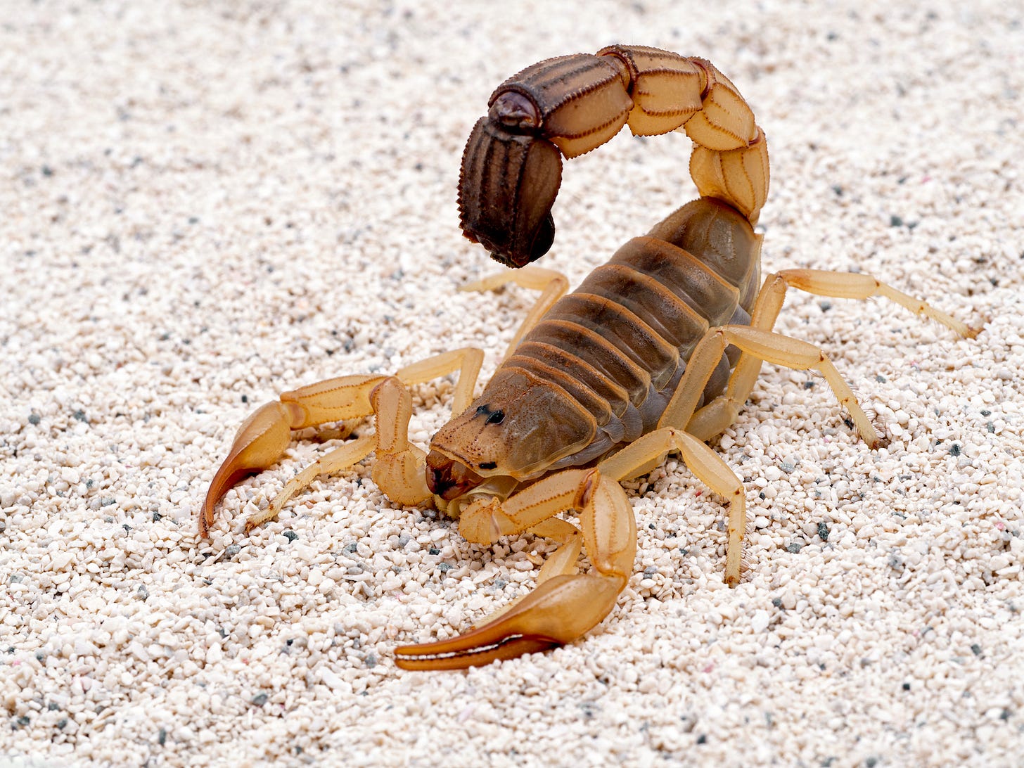 Image by Ernie Cooper / shutterstock.com