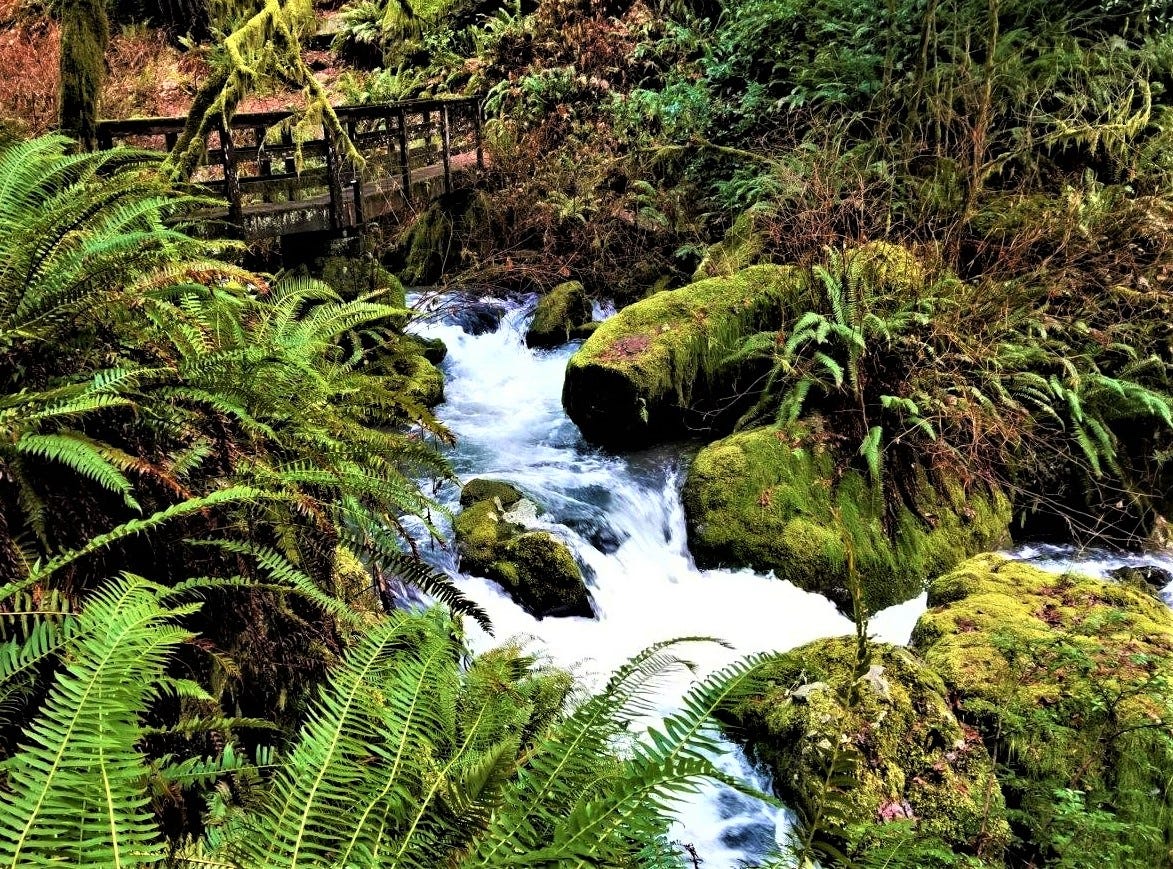 wooden bridge over stream in forest wooden bridge over stream in forest