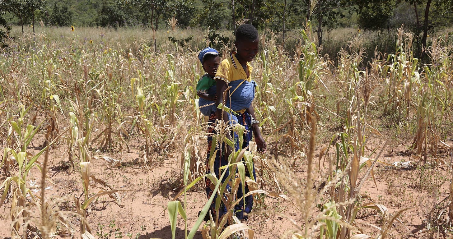 Zimbabwe: Marching towards starvation | by World Food Programme | World  Food Programme Insight | Medium