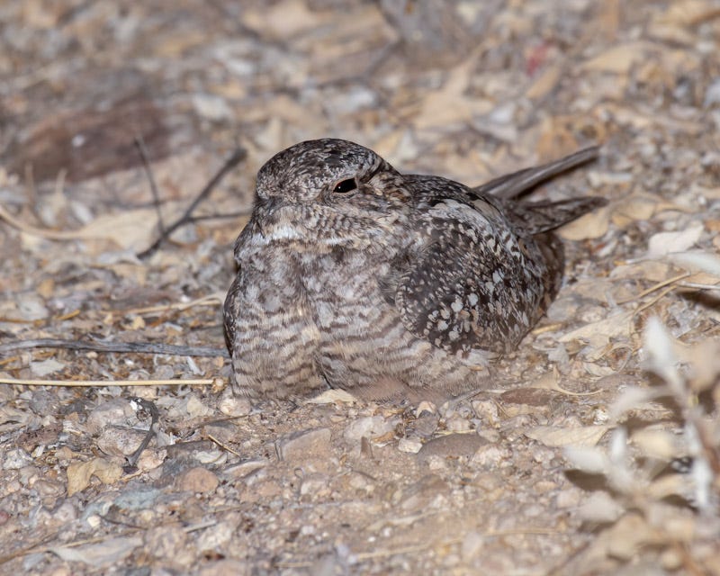 20200617_LN-60-Edit.jpg 20200617_LN-60-Edit.jpg