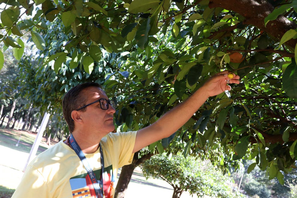 Pessoa de óculos e camiseta amarela estende o braço para colher frutos de uma árvore em ambiente externo arborizado durante o dia.