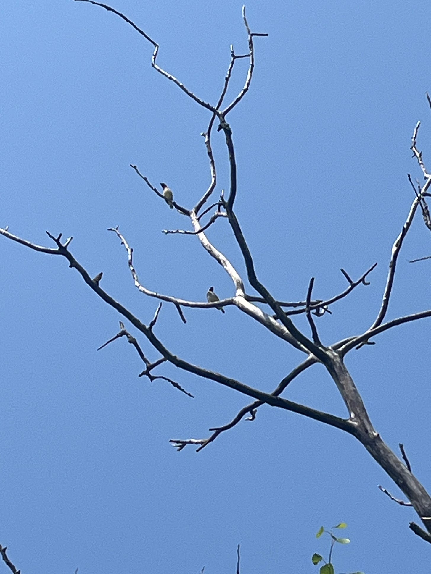 a blurry image of a couple of birds high in the branches of a dead tree a blurry image of a couple of birds high in the branches of a dead tree