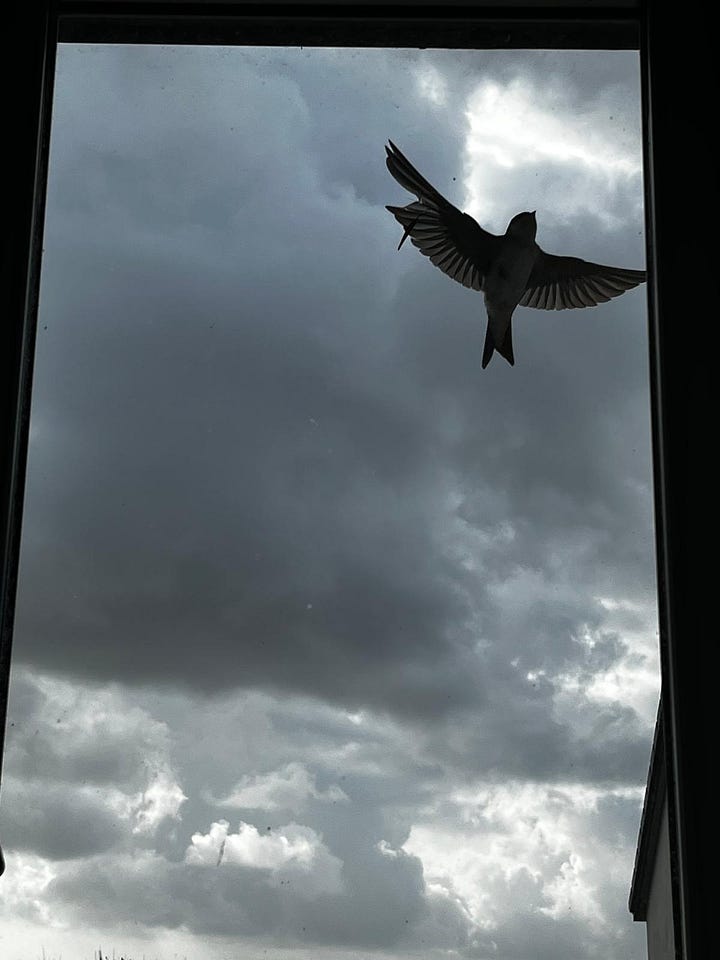 Swallows doing acrobatics viewed through a window