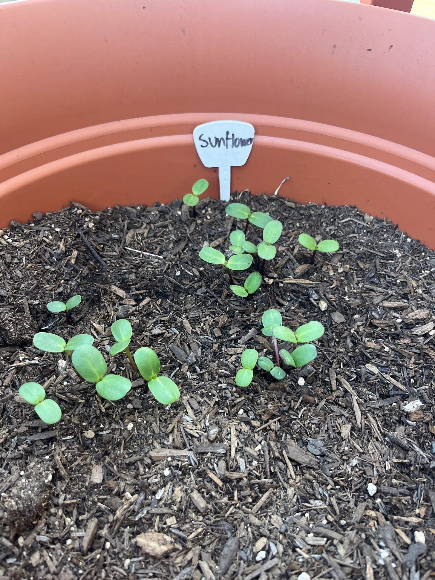 Seedlings in a terracotta-colored pot hand labeled "sunflower"