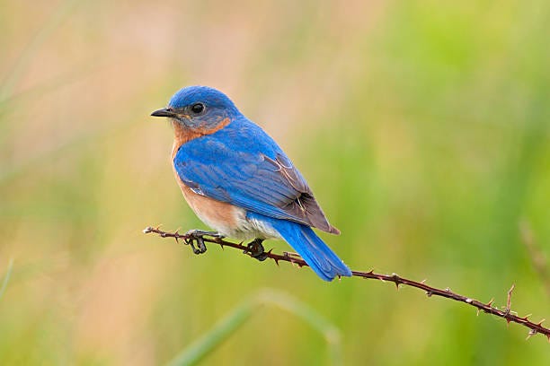 4,900+ Blue Bird On Branch Stock Photos, Pictures & Royalty-Free Images - iStock 4,900+ Blue Bird On Branch Stock Photos, Pictures & Royalty-Free Images - iStock