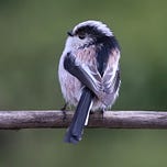 Shriek of the Week