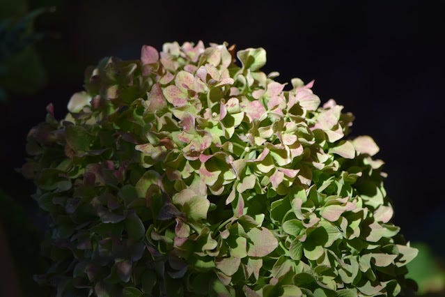 Light green hydrangea bloom tinged with pink and shadowed on the left side of the image