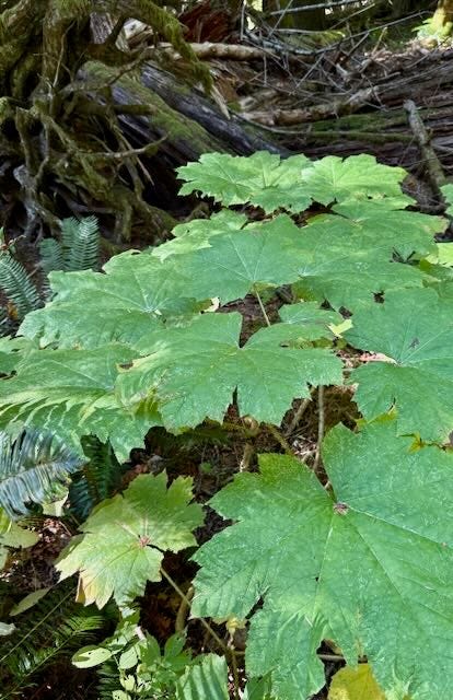 Devil's Club has sharp thorns to keep intruders away. It has a long history of medicinal use.