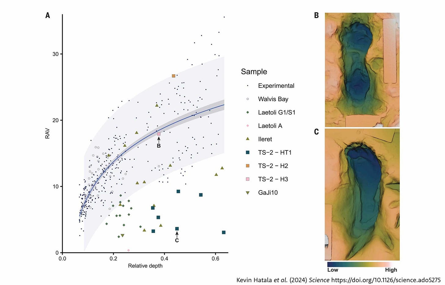 Scatterplot at left showing that relative arch volume increases with print depth for humans, but several fossil prints are below the human range. At right two prints showing different arch volumes Scatterplot at left showing that relative arch volume increases with print depth for humans, but several fossil prints are below the human range. At right two prints showing different arch volumes