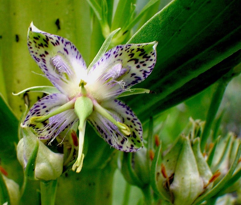Monument Plant, a.k.a. Green Gentian, Elk Weed, Deer's Ear… | Flickr
