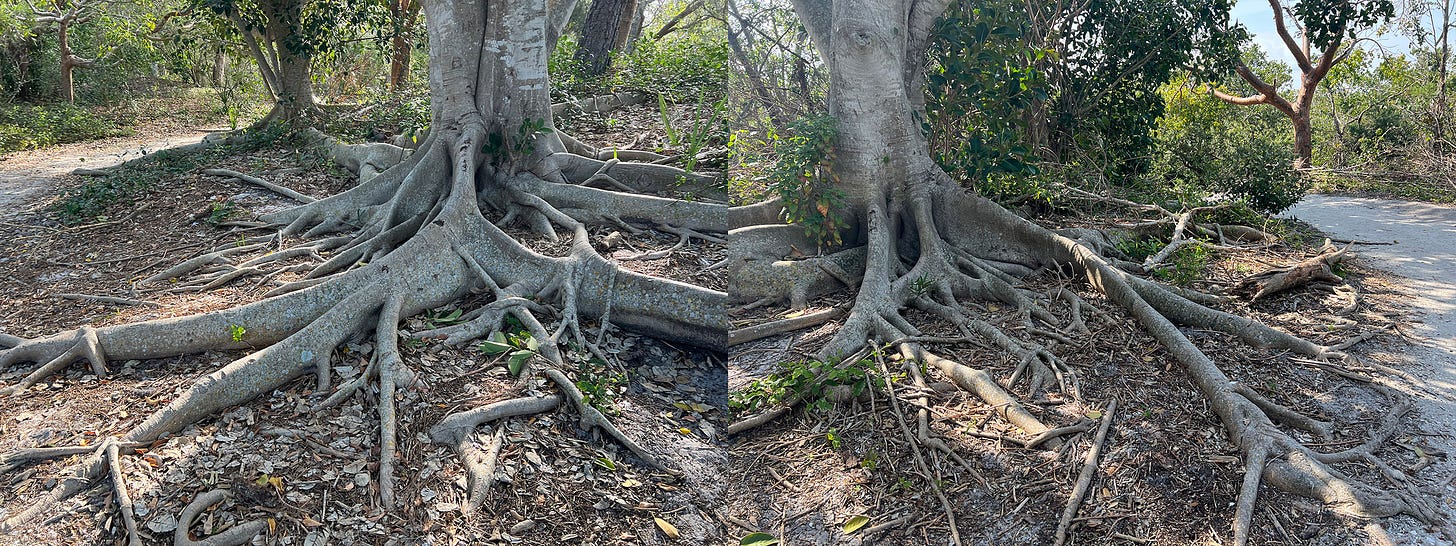 Ficus roots spidering across the ground