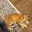 Journola's avatar