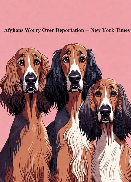 Media frets over Afghans and dead narcos