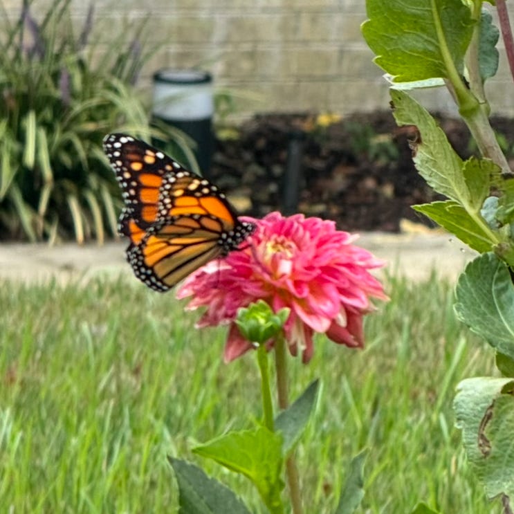 Adventures in Loveliness