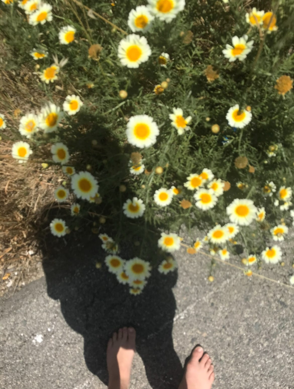 A blurry photo of lisa's shadow amidst some daisies