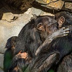 Primatology.net