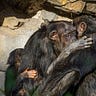 Primatology.net